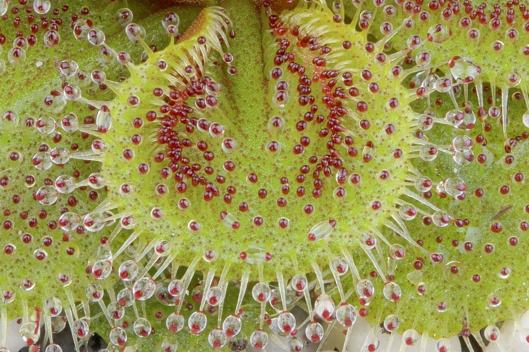 Drosera aff. bulbosa El Caballo Blanco form